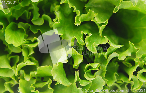 Image of lettuce 