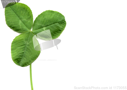 Image of Shamrock