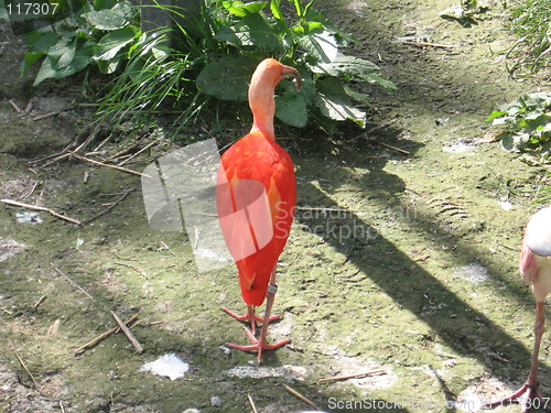 Image of Flamingo