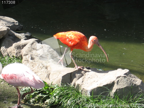 Image of Red flamingo