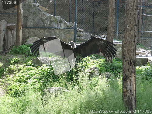 Image of Vulture