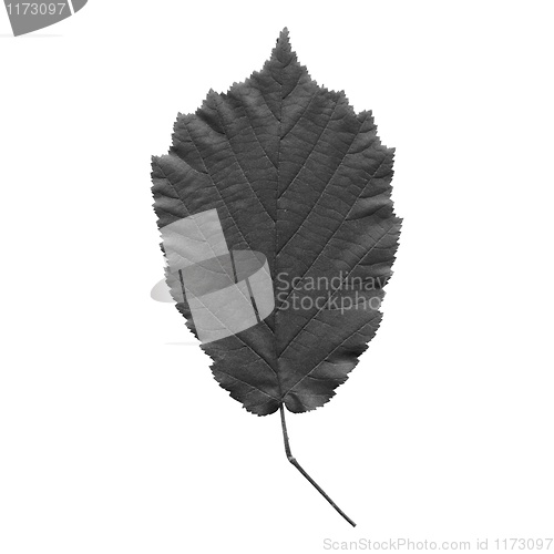 Image of Hazelnut leaf