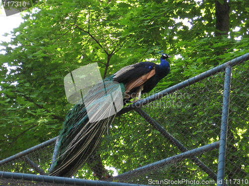 Image of Peafowl