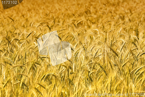 Image of wheat background