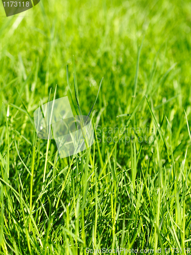 Image of grass background