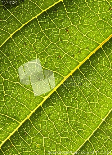 Image of green leaf background