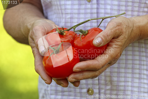Image of hands hold tomatos