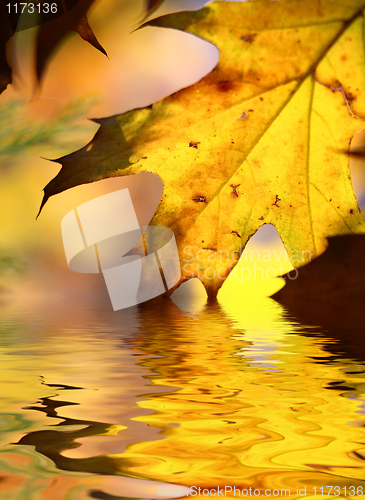 Image of fall tree leaf background