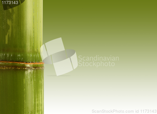 Image of bamboo background