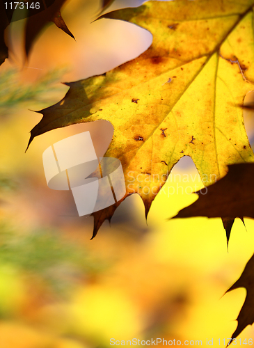 Image of fall tree leaf background