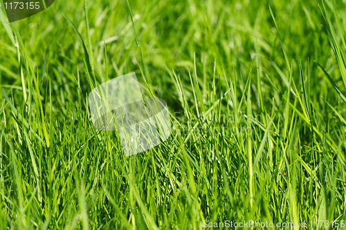 Image of grass background