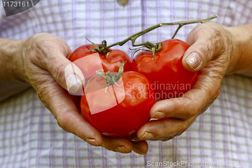 Image of red tomatos