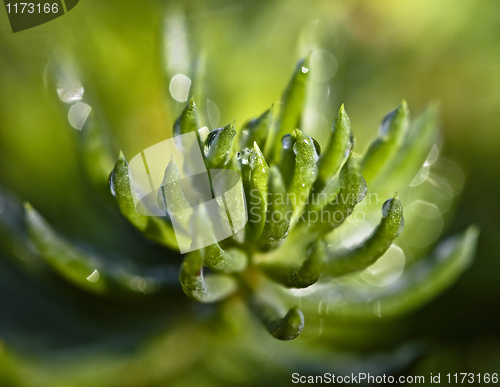 Image of nature background