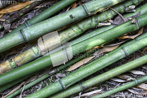 Image of bamboo background