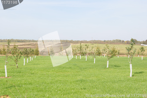 Image of New apple orchard