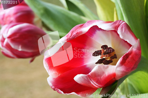 Image of Tulip