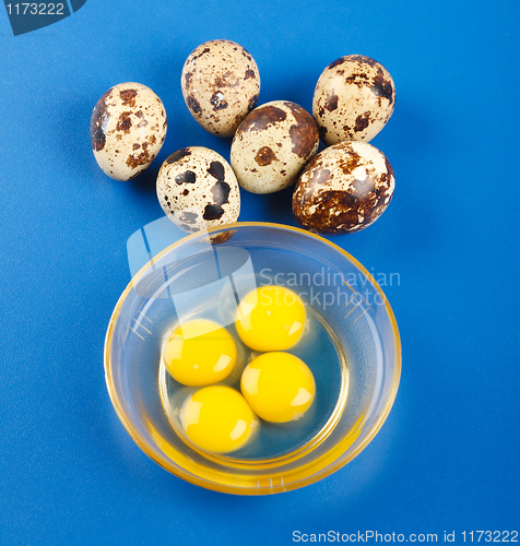 Image of Quail eggs on blue