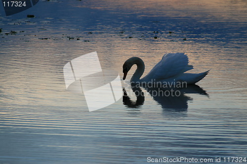 Image of Swan