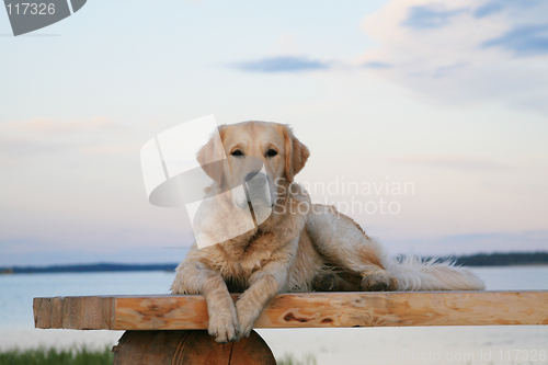 Image of Golden retriever