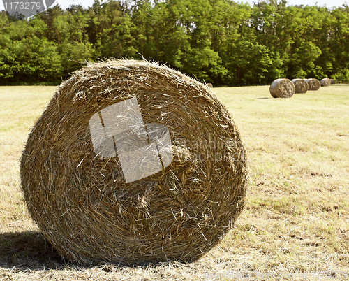 Image of bale hay