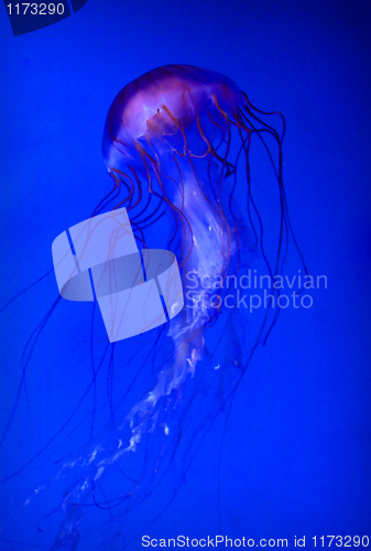 Image of lonely jellyfish