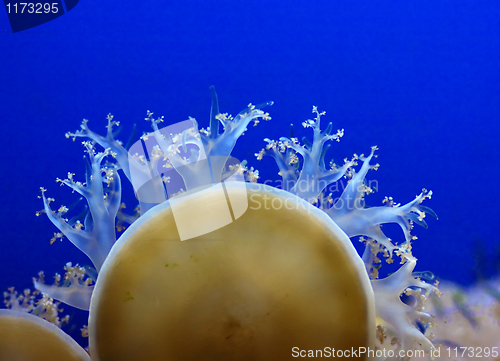 Image of jellyfish background