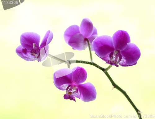 Image of orchid