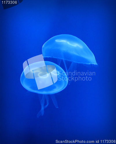 Image of jellyfish