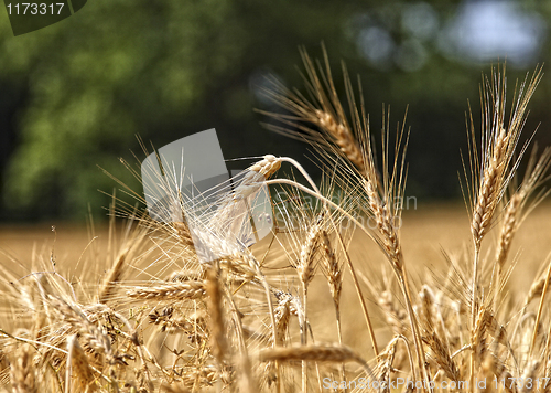 Image of wheat background