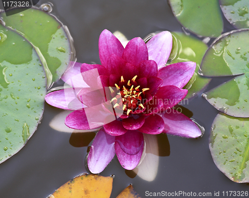 Image of Nymphaea