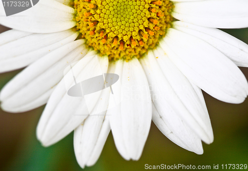 Image of daisy background