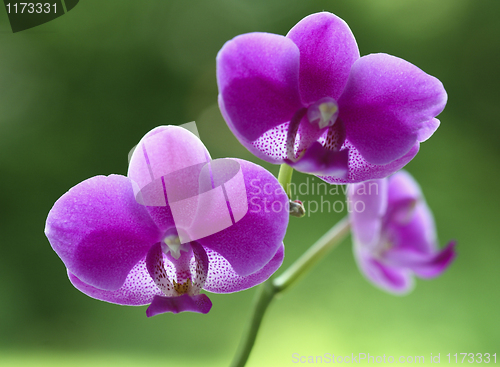 Image of orchid natural flower