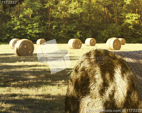 Image of hay bale in the fiedl