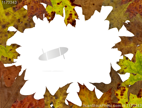 Image of fall tree leaf background 