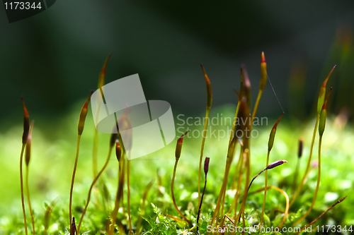 Image of green close up background