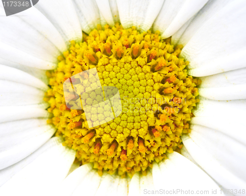 Image of daisy background