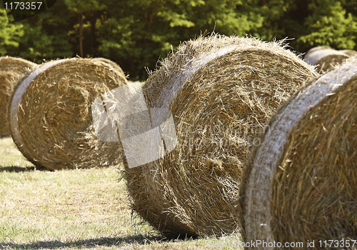 Image of fiedl and bales