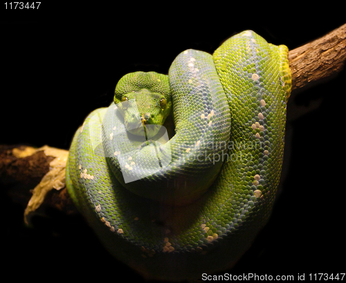 Image of green snake