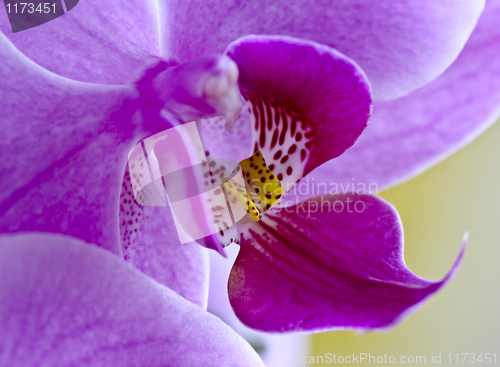 Image of orchid