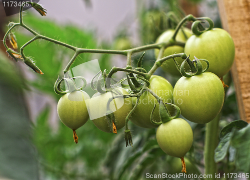 Image of green tomatos