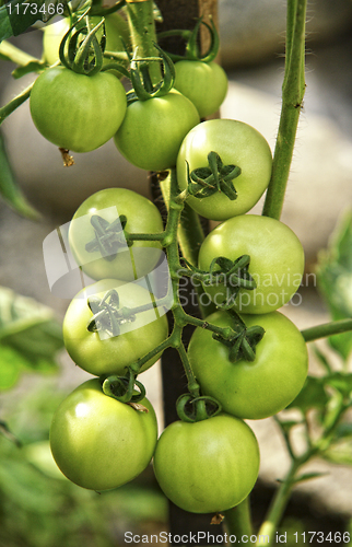 Image of green tomatos