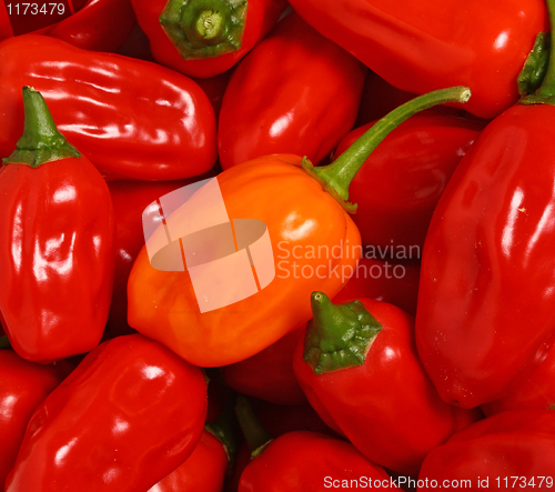 Image of pepper background