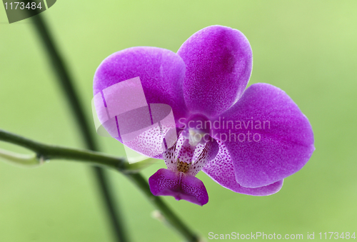 Image of orchid detail