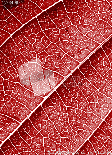 Image of red leaf background