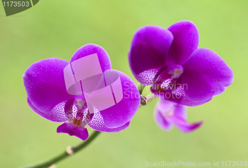 Image of orchid background