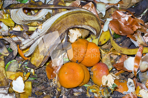 Image of vegetable garbage