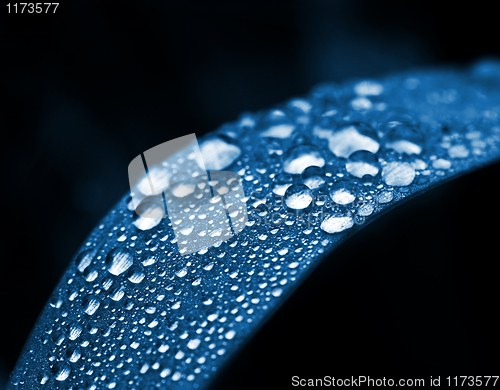 Image of closeup drop water on leaf