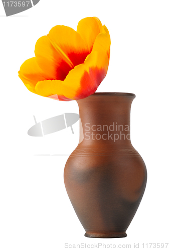 Image of Tulip flower in a pot of red clay, isolated.