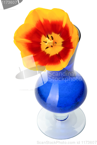 Image of Tulip flowers in a blue glass vase, isolated.