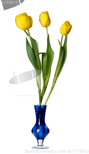 Image of Tulip flowers in a blue glass vase, isolated.
